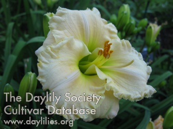 Daylily Ann Case
